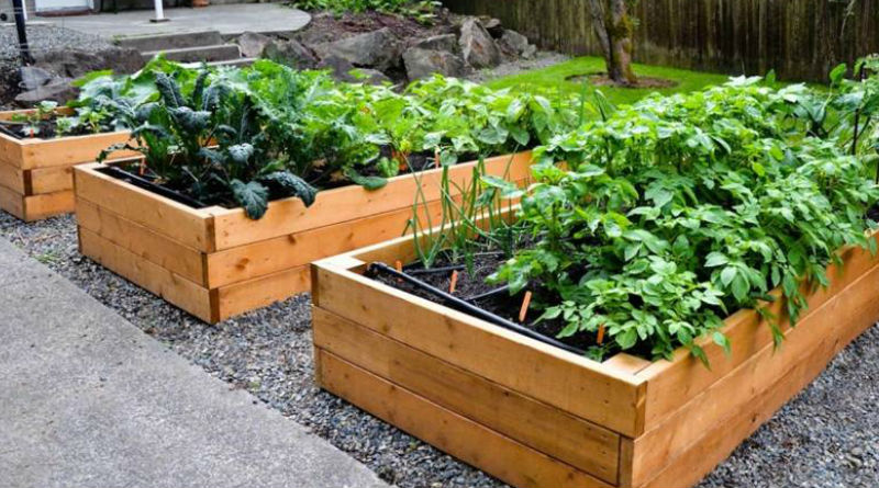 Cómo cultivar un huerto urbano en tu terraza y que sea un éxito