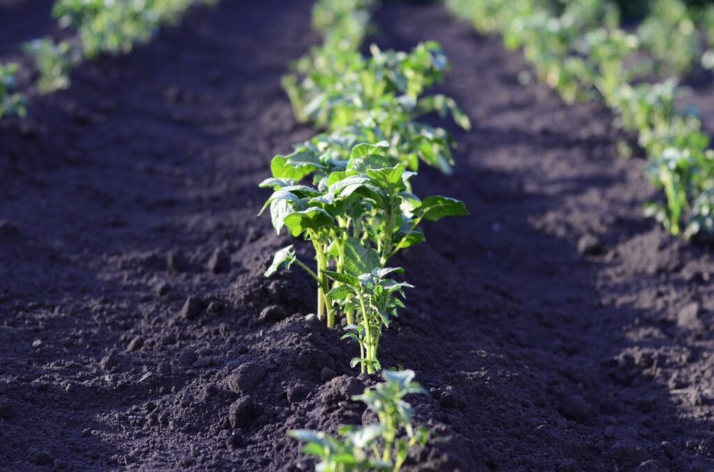 Guía para plantar de forma eficiente trigo, zanahoria, patatas